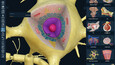 3D Organon Screen Records 5