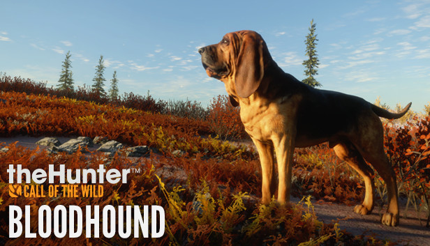 Bloodhound deals hunting dog