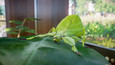 Planet Zoo: Southeast Asia Animal Pack Images 11