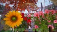 A screenshot of Bee Simulator: The Hive