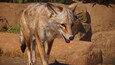 Planet Zoo: Americas Animal Pack Snaps 2