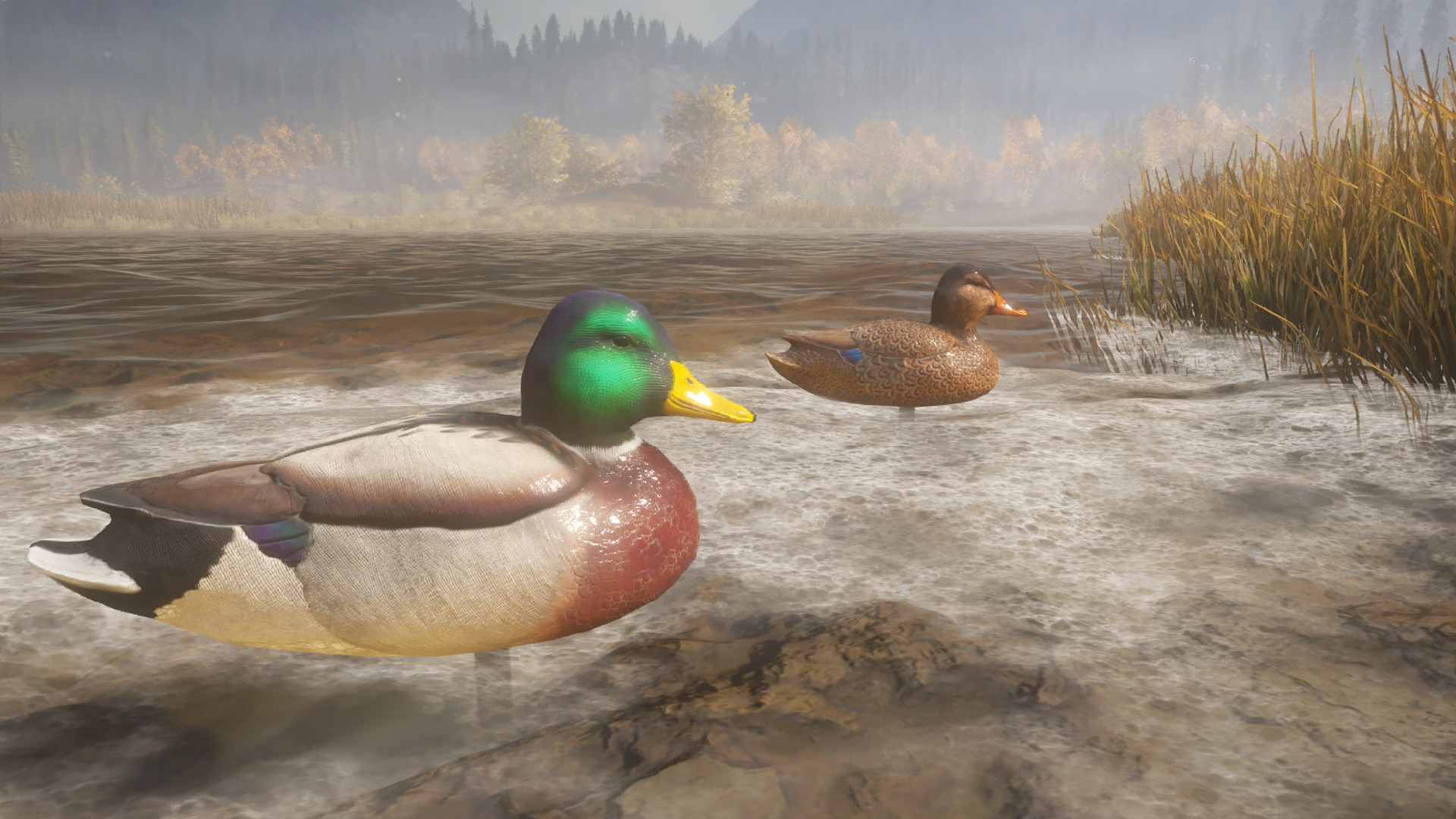 theHunter: Call of the Wild™ - Duck and Cover Pack в Steam